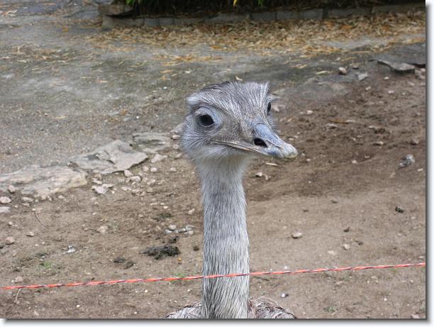 Diapositiva siguiente